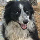 Hogan was adopted in 2004